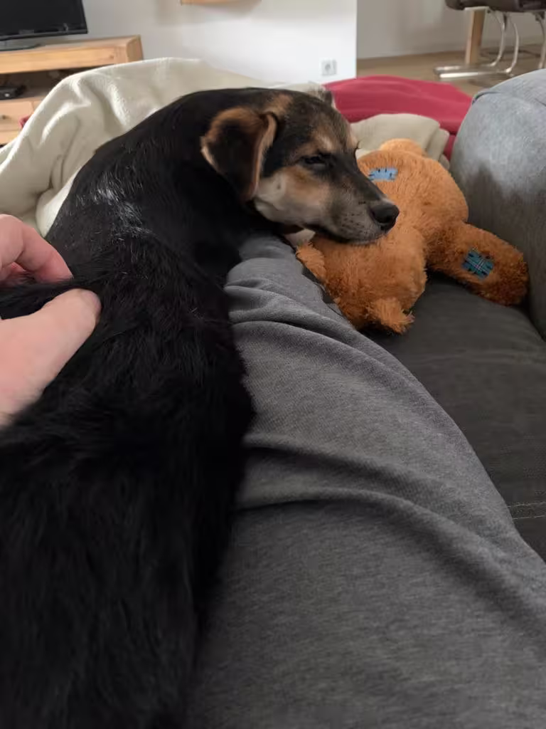 hund-schlafend-auf-der-couch