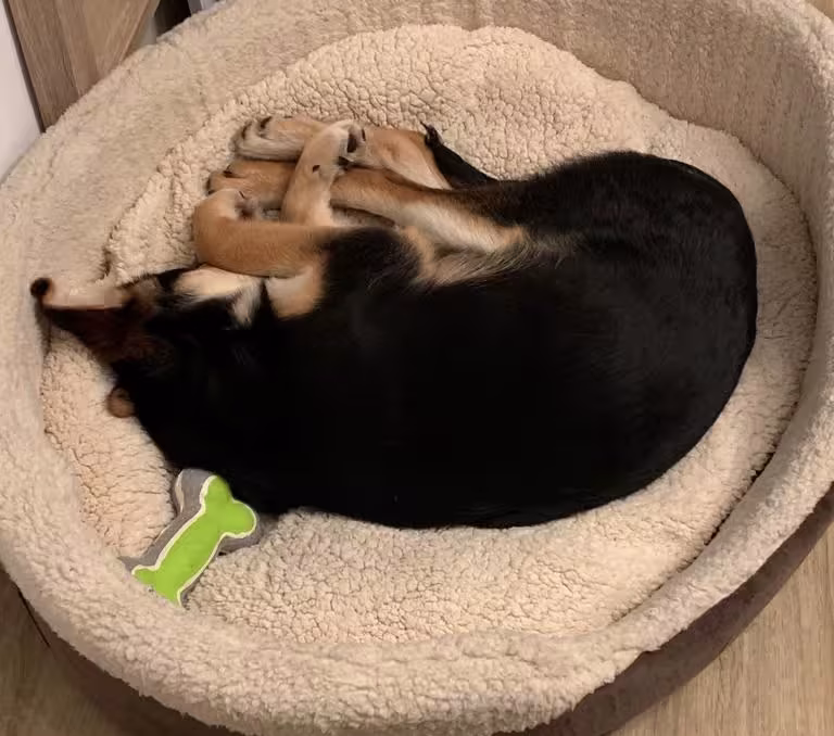 hund-im-koerbchen