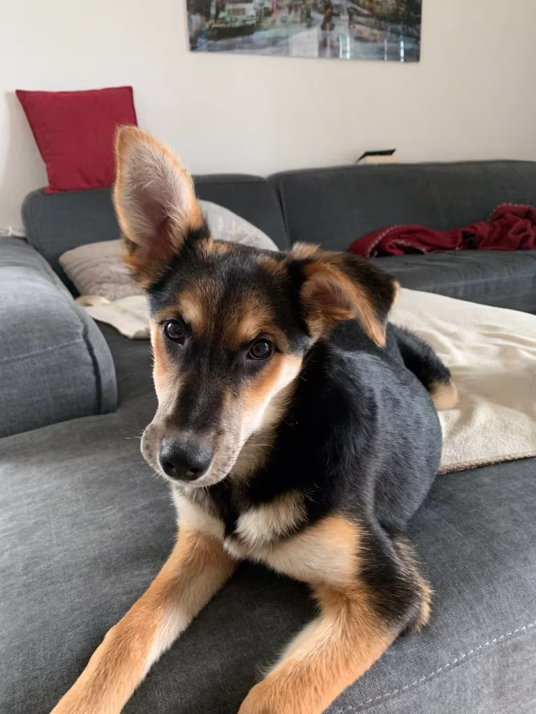 hund-liegend-auf-der-couch